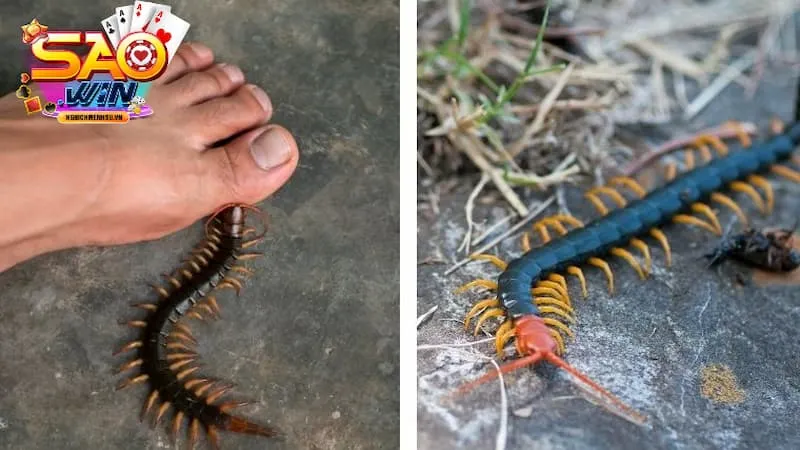 mơ thấy rết bị mình giẫm lên