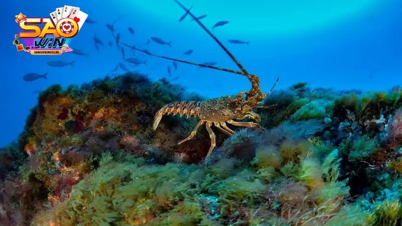 mơ thấy tôm nhảy