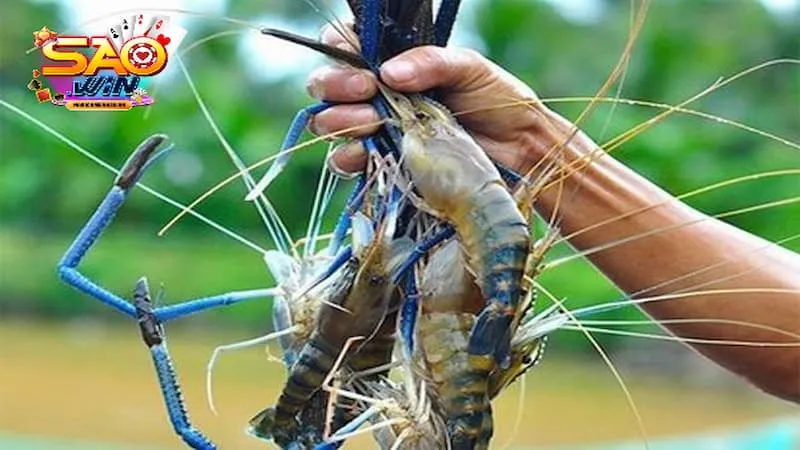 mơ thấy tôm lột xác