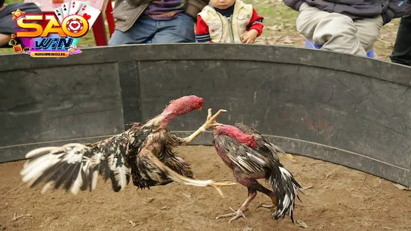 Phụ kiện gà chọi sới gà chợi